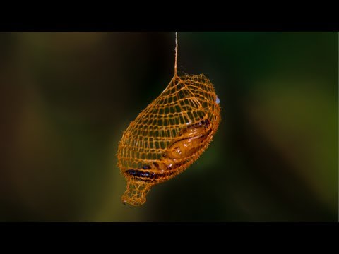 blowing - What is your theory about why there are holes in the cocoon? Tweet this: http://bit.ly/TwtCacoon Share on FB: http://bit.ly/FBCocoon ⇊ Click to Expand! ⇊ Ple...
