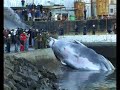 Whaling in Iceland - Part 1
