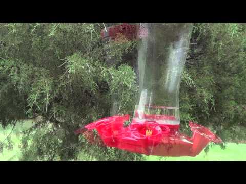 how to provide water for hummingbirds