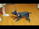 Monica's tricks