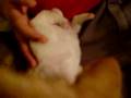 pugwawa puppies 4