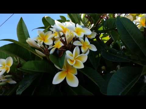 how to fertilize frangipani