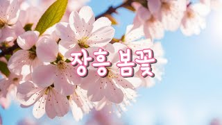 장흥 봄꽃