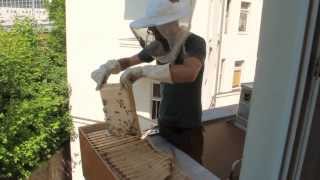 Videos des Stadtbienen e.V.