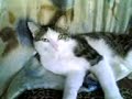 basia...kot zab�jca