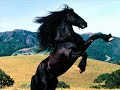 buc4.net

testo 

nella vecchia fattoria i a i a o 
alle prese con la f*** i a i a o 
ci sta un cazzo , cazzo , ca ca cazzo 
con 3 palle ( dice davvero cos� ? ... mah) pa pa palle 
nella vecchia fattoria iaaa iaaa oooo laaa laaa laaa
ihiiii
bau bau bau bau bau 
toccami animale, automatic
fottimi animale, automatic
tutta questa notte , come un cane 
ti far� sborrare, animale 
i want you 
i need you 
i want you 
i need you 
it's animal rock ( bau bau ) 
io ti scoper� 
it's animal rock ( bau bau )
io ti fotto,fotter� 
it's animal rock ( bau bau )
ti spompiner� 
it's animal rock ( bau bau )
il tuo sperma mi berr� 
fotter� , io ti fotto,fotter� 
scoper�, con te 
fotter� , io ti fotto,fotter� 
scoper�, con te 
i want you 
i need you 
i want you 
i need you 
toccami animale, automatic
fottimi animale, automatic
tutta questa notte , come un cane 
ti far� sborrare, animale 
i want you 
i need you 
i want you 
i need you 
it's animal rock ( bau bau ) 
io ti scoper� 
it's animal rock ( bau bau )
io ti fotto,fotter� 
it's animal rock ( bau bau )
ti spompiner� 
it's animal rock ( bau bau )
il tuo sperma mi berr� 
fotter� , io ti fotto,fotter� 
scoper�, con te 
fotter� , io ti fotto,fotter� 
scoper�, con te 
i want you 
i need you 
i want you 
i need you

da : italiani brava gente vol.6