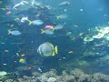 NAUSICAA - Poissons Tropicaux