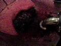 videos de pumping over