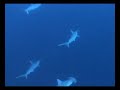 Hammerhead Point Kuramathi