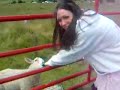 Socks the sheep Socks the sheep