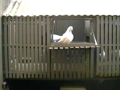 HOW TO KEEP RACING PIGEONS SAFE FROM CAT ATTACK. NEW ZEALAND