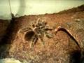 videos de Wolverine vs Big Locust