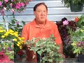 Growing Vegetables : Growing Sweet Potato Vines