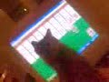 coloque en tripee avc le chat
