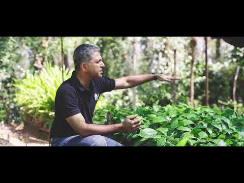 Coffee * 10 Steps from Seed to Cup | Tellwut