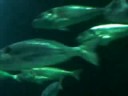 Deep Sea world