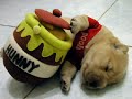funny dogs   pups