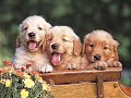 funny dogs   pups