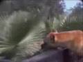 Funny Dogs & Pups Funny Dogs & Pups