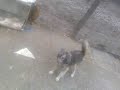 cataua flamanda