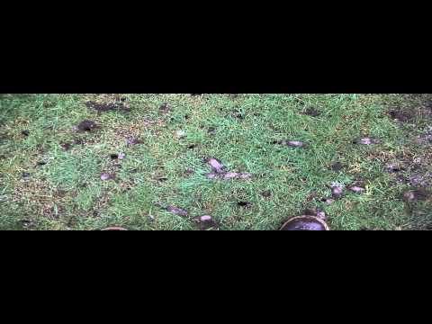 how to fertilize clay soil lawn