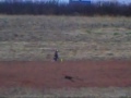 The end of the CX3 and some great flying from Robsco RC