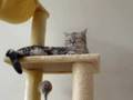Princess Dobby Cadbury trying to take a nap