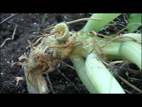 how to cut zucchini off the vine