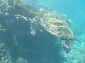Maui Turtles - Piggybacking