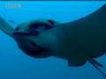 YouTube - Witness the astounding beauty of the Galapagos ...