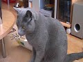 Russian Blue II