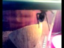 Brachypelma angustum Brachypelma angustum