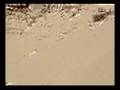 Surfing Taghazout Morocco