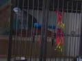 Sam the African Grey Parrot talking