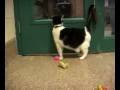 Adopt a Cat \"Malachi\" MSPCA Springfield Massachusetts Adopt a Cat \"Malachi\" MSPCA Springfield Massachusetts