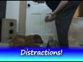 Vito the toller tricks at 14wks