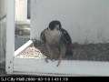 3rd egg San Jose Peregrines/Slechtvalken 18-03-2008 3rd egg San Jose Peregrines/Slechtvalken 18-03-2008