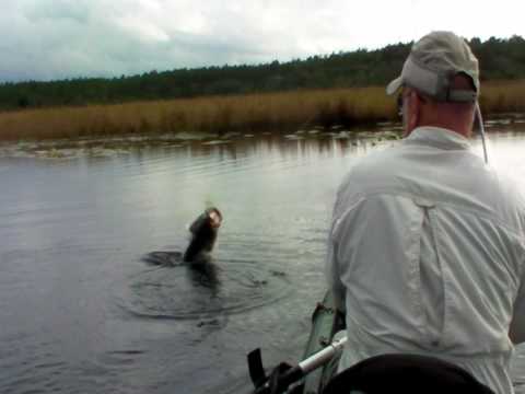 Trophy Bass Leaping Attack on FROG Lure