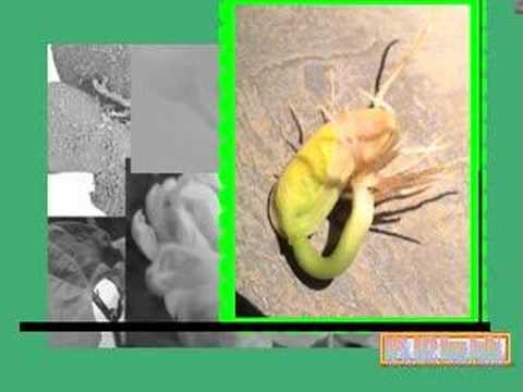 germination 1