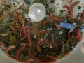 Methane Worms