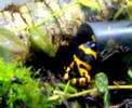 Cortejo dendrobates