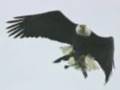 Flying