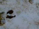 Fresh Deer Tracks made for HotKylerman Fresh Deer Tracks made for HotKylerman