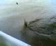 memancing udang sungai pahang