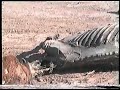 Corte de Camino con Ganado Muerto Corte de Camino con Ganado Muerto