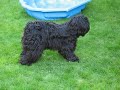 Tibetaanse terrier Gytha