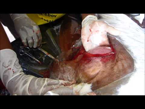 how to perform a c section on a goat