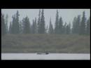 Wildlife and Smoke