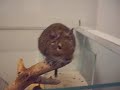 Moje osmaci rodinka (osmak degu) Moje osmaci rodinka (osmak degu)