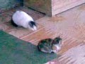 maca e mulit